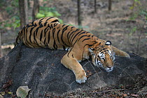 Bengal Tiger (Panthera tigris tigris) juvenile female resting, Pench National Park, Madhya Pradesh, India, taken on location for 'Tiger - Spy in the Jungle'