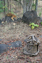 Bengal Tiger (Panthera tigris tigris) juvenile female resting with 'log cam' a remote camera in the foreground filming, Pench National Park, Madhya Pradesh, India, taken on location for 'Tiger - Spy i...