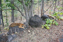 Bengal Tiger (Panthera tigris tigris) juvenile females resting, Pench National Park, Madhya Pradesh, India, taken on location for 'Tiger - Spy in the Jungle' 2007