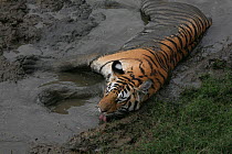 Bengal Tiger (Panthera tigris tigris) juvenile female colling off in mud bath, Pench National Park, Madhya Pradesh, India, taken on location for 'Tiger - Spy in the Jungle' 2007