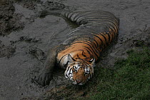 Bengal Tiger (Panthera tigris tigris) juvenile female taking mud bath, Pench National Park, Madhya Pradesh, India, taken on location for 'Tiger - Spy in the Jungle' 2007