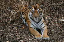 Bengal Tiger (Panthera tigris tigris) juvenile female,  Pench National Park, Madhya Pradesh, India, taken on location for 'Tiger - Spy in the Jungle' 2007