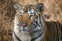 Bengal Tiger (Panthera tigris tigris) juvenile female, Pench National Park, Madhya Pradesh, India, taken on location for 'Tiger - Spy in the Jungle' 2007