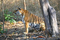 Bengal Tiger (Panthera tigris tigris) juvenile male, Pench National Park, Madhya Pradesh, India, taken on location for 'Tiger - Spy in the Jungle' 2007
