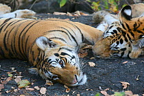 Bengal Tiger (Panthera tigris tigris) juvenile males resting, Pench National Park, Madhya Pradesh, India, taken on location for 'Tiger - Spy in the Jungle' 2007
