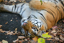 Bengal Tiger (Panthera tigris tigris) juvenile male resting, Pench National Park, Madhya Pradesh, India, taken on location for 'Tiger - Spy in the Jungle' 2007