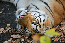 Bengal Tiger (Panthera tigris tigris) juvenile male resting,  Pench National Park, Madhya Pradesh, India, taken on location for 'Tiger - Spy in the Jungle' 2007