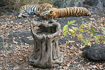 Bengal Tigers (Panthera tigris tigris) sleeping, filmed by 'Log cam' remote camera, Pench National Park, Madhya Pradesh, India, taken on location for 'Tiger - Spy in the Jungle' 2007