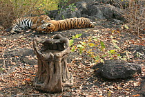 Bengal Tiger (Panthera tigris tigris) filmed by 'log cam' remote camera, Pench National Park, Madhya Pradesh, India, taken on location for 'Tiger - Spy in the Jungle' 2007