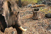 Bengal Tigers (Panthera tigris tigris) resting, filmed by 'log-cam' remote camera controlled from domesticated Asian Elephant (Elephas maximas) Pench National Park, Madhya Pradesh, India, taken on  lo...
