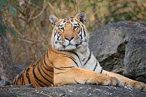 Bengal Tiger (Panthera tigris tigris) juvenile male resting, Pench National Park, Madhya Pradesh, India, taken on location for 'Tiger - Spy in the Jungle' 2007