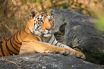 Bengal Tiger (Panthera tigris tigris) juvenile male resting, Pench National Park, Madhya Pradesh, India, taken on location for 'Tiger - Spy in the Jungle'