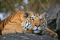 Bengal Tiger (Panthera tigris tigris) juvenile male resting, Pench National Park, Madhya Pradesh, India, taken on location for 'Tiger - Spy in the Jungle'