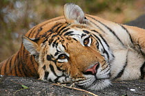 Bengal Tiger (Panthera tigris tigris) Pench National Park, Madhya Pradesh, India, taken on location for 'Tiger - Spy in the Jungle' 2007