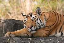 Bengal Tiger (Panthera tigris tigris) juvenile male sleeping, Pench National Park, Madhya Pradesh, India, taken on location for 'Tiger - Spy in the Jungle' 2007