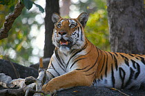 Bengal Tiger (Panthera tigris tigris) portrait, Pench National Park, Madhya Pradesh, India, taken on location for 'Tiger - Spy in the Jungle' 2007