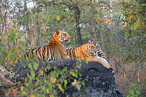 Bengal Tiger (Panthera tigris tigris) mother (right) resting with juveniles, Pench National Park, Madhya Pradesh, India, taken on location for 'Tiger - Spy in the Jungle' 2007