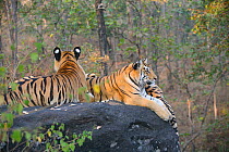 Bengal Tiger (Panthera tigris tigris) family resting, Pench National Park, Madhya Pradesh, India, taken on location for 'Tiger - Spy in the Jungle' 2007