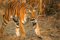 Bengal Tiger (Panthera tigris tigris) juvenile female walking, Pench National Park, Madhya Pradesh, India, taken on location for 'Tiger - Spy in the Jungle' 2007