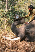 'Trunk cam' remote camera held in the trunk of domesticated elephant (Elephas maximus) tusk to film Bengal tigers, Pench National Park, Madhya Pradesh, India, taken on location for 'Tiger - Spy in the...