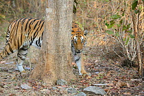 Bengal Tiger (Panthera tigris tigris) juvenile female, walking behind trees, Pench National Park, Madhya Pradesh, India, taken on location for 'Tiger - Spy in the Jungle' 2007