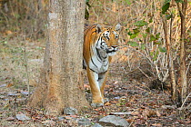 Bengal Tiger (Panthera tigris tigris) juvenile female, Pench National Park, Madhya Pradesh, India, taken on location for 'Tiger - Spy in the Jungle' 2007