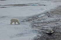 Polar bear (Ursus maritimus) walking along ice with 'Iceberg cam' remote camera filming,  Svalbard, Norway, taken on location for 'Polar Bear : Spy on the Ice' August 2010