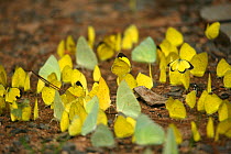 Grass yellows (Eurema sp) congregating on floor to drink moisture from soil, Pench National Park, Madhya Pradesh, India, taken on location for 'Tiger - Spy in the Jungle' September 2008