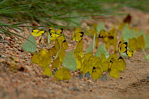 Grass yellows (Eurema sp) congregating on floor to drink moisture from soil, Pench National Park, Madhya Pradesh, India, taken on location for 'Tiger - Spy in the Jungle' September 2008