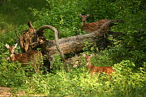 Chital deer (Axis axis) Pench National Park, Madhya Pradesh, India, taken on location for 'Tiger - Spy in the Jungle' September 2008
