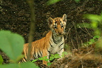 Bengal Tiger (Panthera tigris tigris) young cub, Pench National Park, Madhya Pradesh, India, taken on location for 'Tiger - Spy in the Jungle' July 2008
