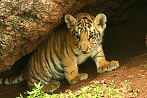 Bengal Tiger (Panthera tigris tigris) young cub, Pench National Park, Madhya Pradesh, India, taken on location for 'Tiger - Spy in the Jungle' July 2008