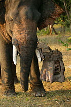 'Tusk cam' remote camera mounted onto domesticated elephant (Elephas maximus) tusk to film bengal tigers, Pench National Park, Madhya Pradesh, India, taken on location for 'Tiger - Spy in the Jungle'...