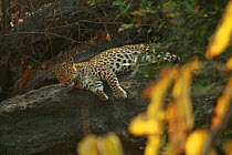 Indian Leopard (Panthera pardus fusca) Pench National Park, Madhya Pradesh, India, taken on location for 'Tiger - Spy in the Jungle' March 2007