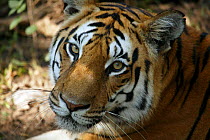 Bengal Tiger (Panthera tigris tigris) juvenile female portrait, Pench National Park, Madhya Pradesh, India, taken on location for 'Tiger - Spy in the Jungle' December 2006