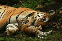 Bengal Tiger (Panthera tigris tigris) mother and cub, Pench National Park, Madhya Pradesh, India, taken on location for 'Tiger - Spy in the Jungle' July 2008