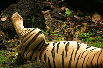 Bengal Tiger (Panthera tigris tigris) cub suckling,  Pench National Park, Madhya Pradesh, India, taken on location for 'Tiger - Spy in the Jungle' July 2008