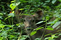 Sambar deer (Rusa unicolor) looking through the foliage, Pench National Park, Madhya Pradesh, India, taken on location for 'Tiger - Spy in the Jungle' September 2008