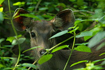 Sambar deer (Rusa unicolor) looking through the foliage, Pench National Park, Madhya Pradesh, India, taken on location for 'Tiger - Spy in the Jungle' 2008