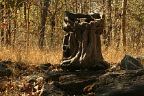 Log cam - camouflaged camera used for filming Bengal Tigers, Pench National Park, Madhya Pradesh, India, taken on location for 'Tiger - Spy in the Jungle' March 2007