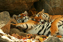 Bengal Tigers (Panthera tigris tigris) resting in the shade national park, India, taken on location for 'Tiger - Spy in the Jungle' March 2007
