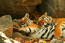 Bengal Tigers (Panthera tigris tigris) resting in the shade  national park, India, taken on location for 'Tiger - Spy in the Jungle' March 2007