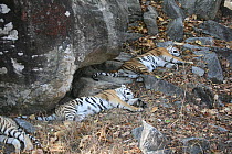 Bengal Tiger (Panthera tigris tigris) group resting in the shade, Pench National Park, Madhya Pradesh, India, taken on location for 'Tiger - Spy in the Jungle' 2007