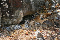 Bengal Tiger (Panthera tigris tigris) family group resting in the shade, Pench National Park, Madhya Pradesh, India, taken on location for 'Tiger - Spy in the Jungle' 2007