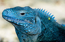 Grand Cayman Blue Iguana (Cyclura lewisi), adult that has been reintroduced to the wild from captive breeding programme. Endangered species.