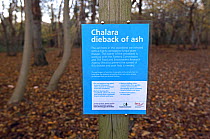 Chalara Ash dieback information sign in  Ashwellthorpe Wood NWT Norfolk UK November 2012.  Disease is caused by fungus (Chalara fraxinea)