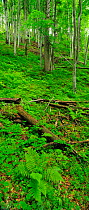 Beech trees (Fagus sylvatica) in old growth forest, with Lady ferns (Athyrium filix-femina )in the foreground. Runcu Valley, Dambovita County, Leota Mountain Range, Romania, vertical panoramic, July