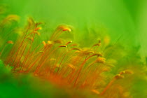 Close up of moss (Bryophyta) sporophytes, Runcu Valley, Dambovita County, Leota Mountain Range, Carpathian Mountains, Romania, July