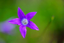 Bellflower (Camapnula sp.) in bloom, Runcu Valley, Dambovita County, Leota Mountain Range, Romania, July