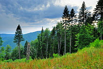 Fir trees (Abies sp.) in pristine Beech-Fir  forest, Runcu Valley, Dambovita County, Leota Mountain Range, Romania, July, 2011